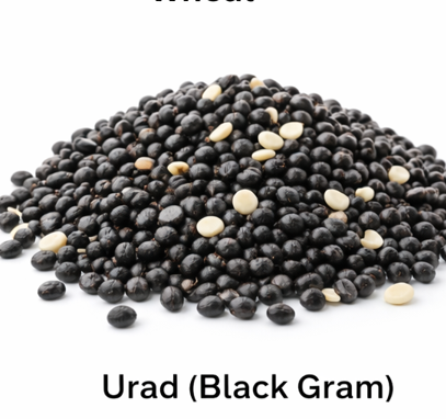 Urad